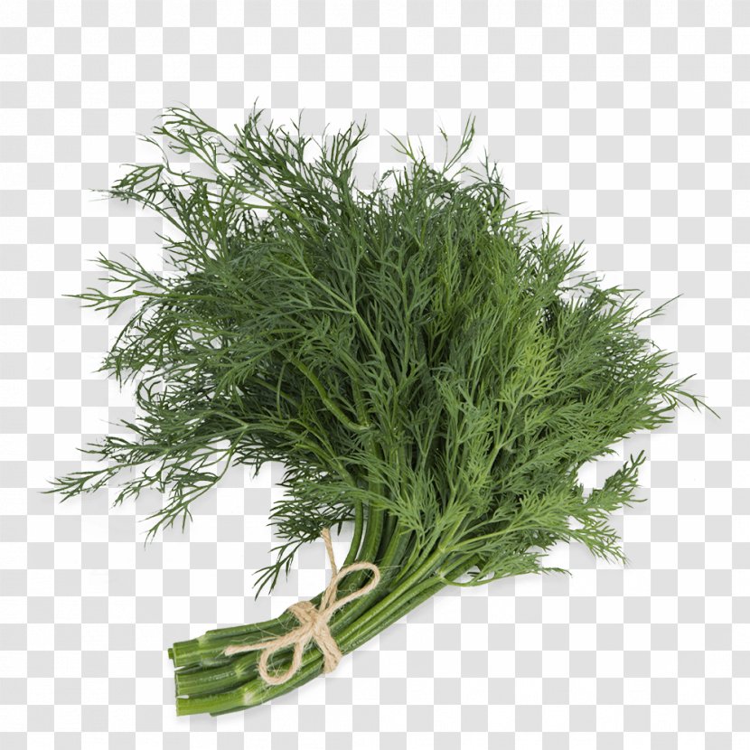 Dill Fennel Herb Parsley Spice - Internet - Pennant Transparent PNG