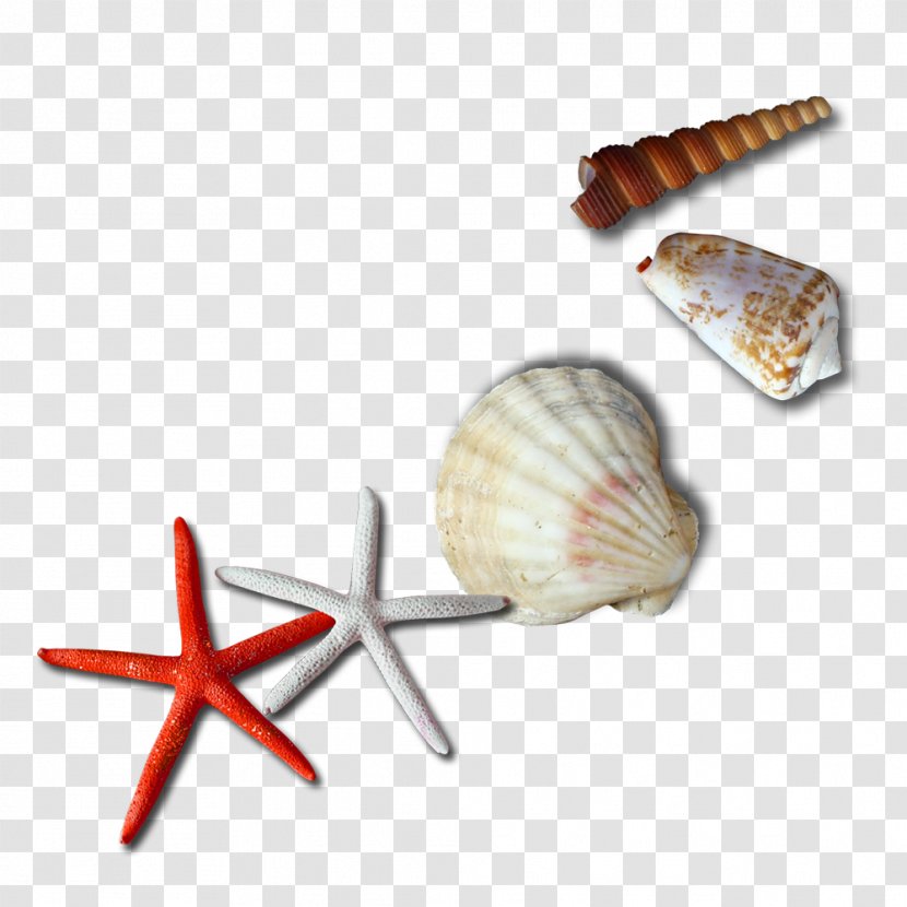 U7409u7403u597du6c11u5bbf Seashell Gratis - Room - Seashells And Starfish Pull Material Free Transparent PNG