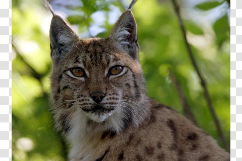 Bobcat Eurasian Lynx Bernese Mountain Dog Iberian Highlands - Snout Transparent PNG