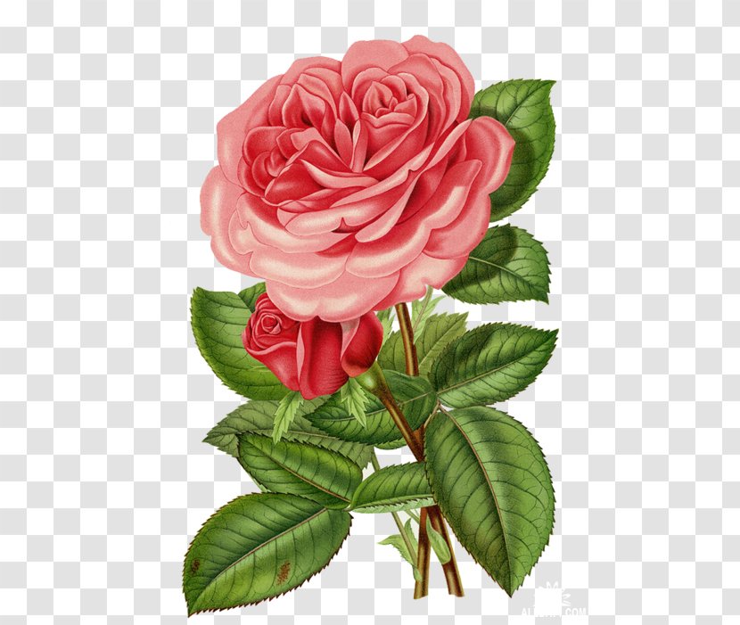 Rose Flower Clip Art - Shrub - Rosa Wichuraiana Transparent PNG