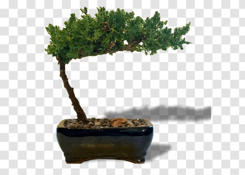 Bonsai Sageretia Theezans Tree Flowerpot Houseplant Transparent PNG