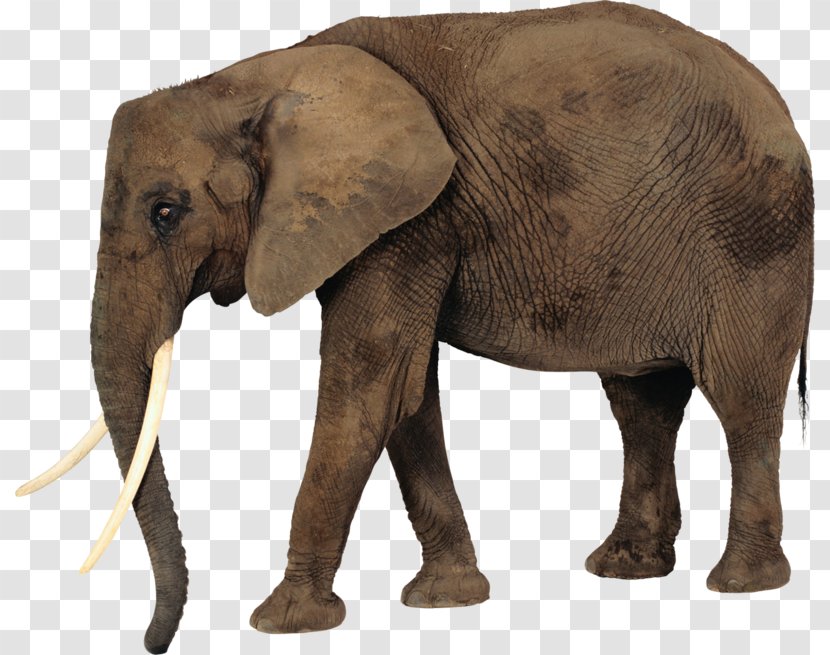 African Bush Elephant Desktop Wallpaper Clip Art - Indian Transparent PNG