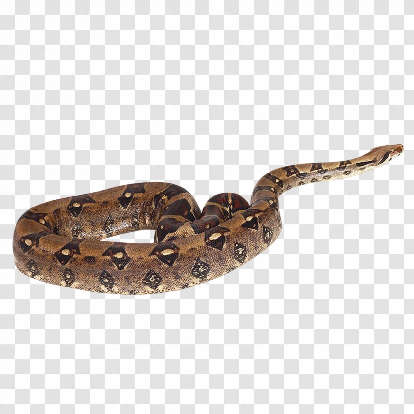 Rattlesnake Boa Constrictor Vipers - Scaled Reptile - Snake Transparent PNG