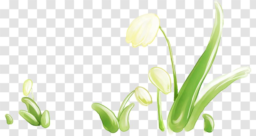 Chomikuj.pl Flower Plant Stem Desktop Wallpaper Flora - Bud - Kwiaty Wiosenne Transparent PNG