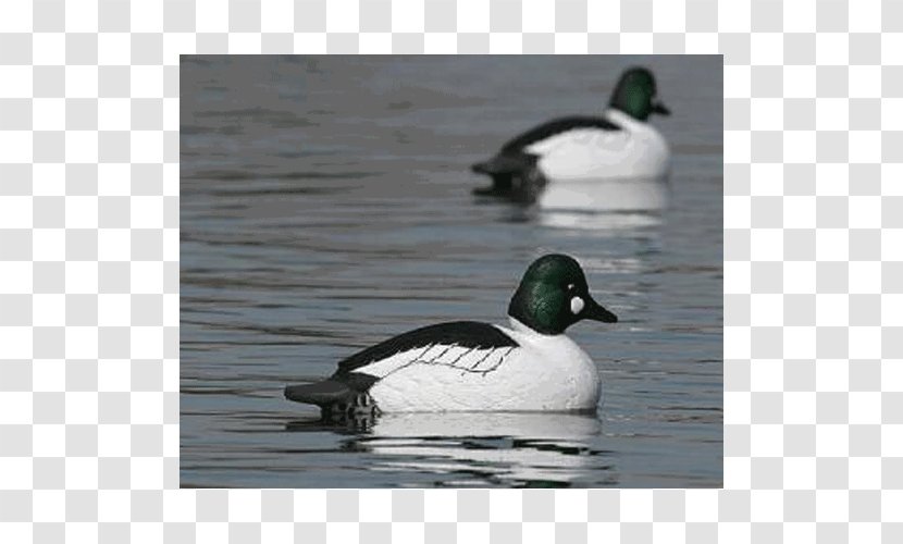 Mallard Duck Decoy Goose - Bird Transparent PNG
