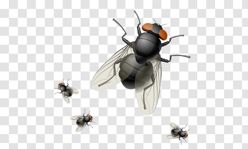 Insect Royalty-free Housefly - Membrane Winged Transparent PNG