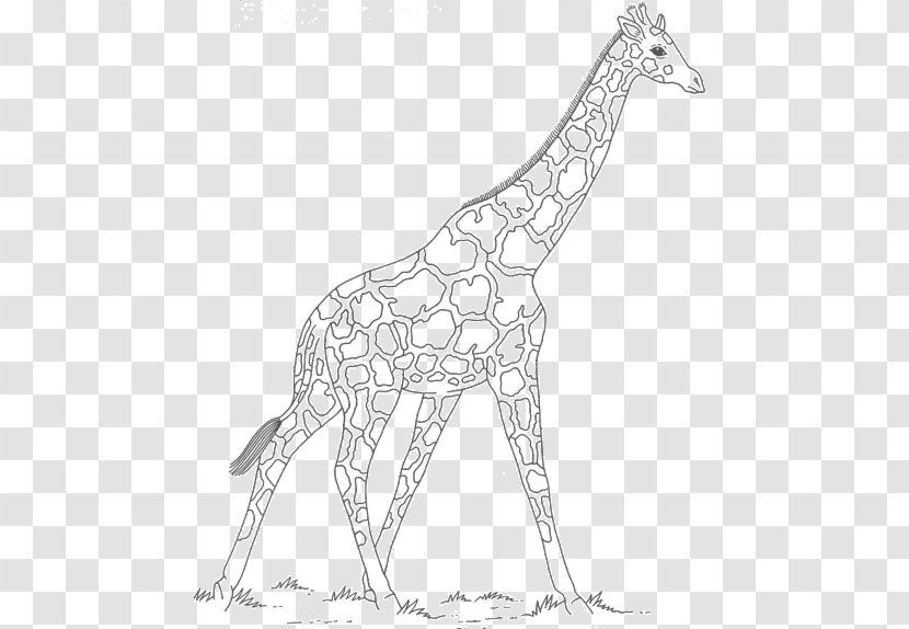 Giraffe Line Art Neck Wildlife Animal - Night Scene Transparent PNG