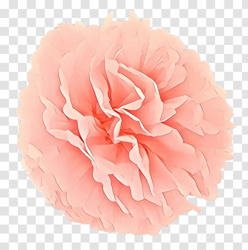 Flowers Background - Carnation - Camellia Pompom Transparent PNG