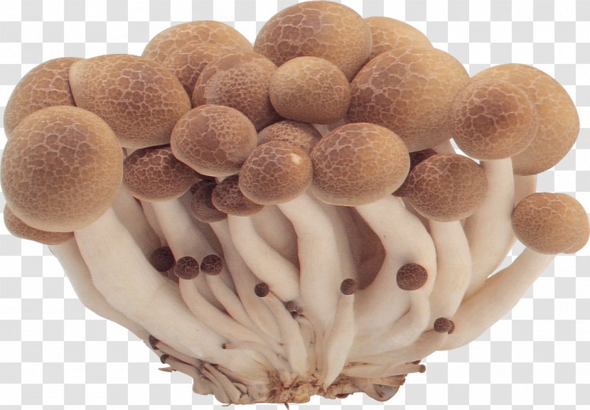 Common Mushroom Fungus - Mushrooms Image Transparent PNG