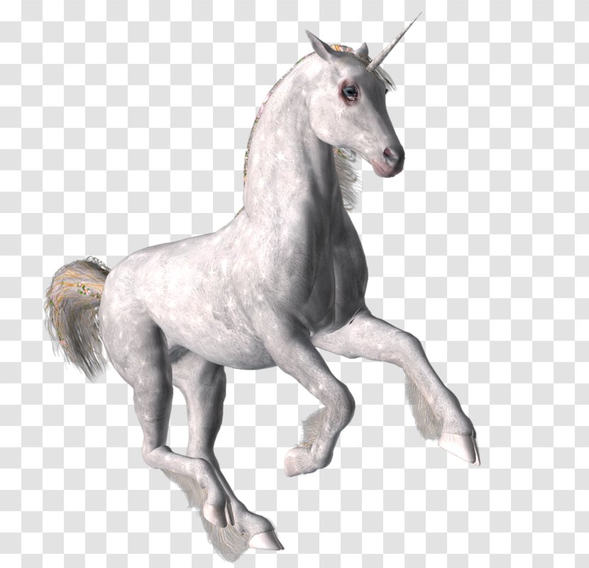 Mustang Stallion Pony Unicorn Mane - Foal Transparent PNG