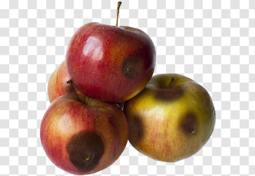 Food Spoilage Accessory Fruit - Vegetable - Apple Transparent PNG
