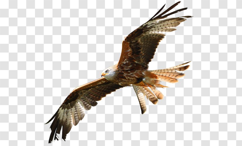 Bald Eagle Buzzard Hawk Beak - Kite Transparent PNG