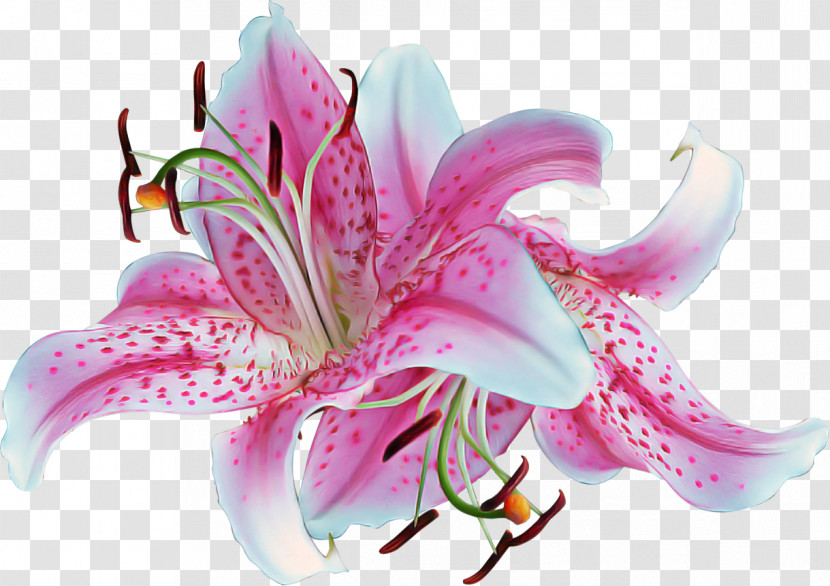 Lily Flower Stargazer Lily Petal Pink Transparent PNG