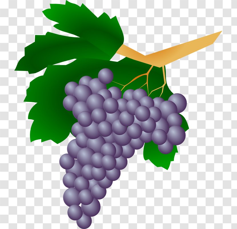 Common Grape Vine Wine Raisin Clip Art - Natural - Grapes Images Transparent PNG