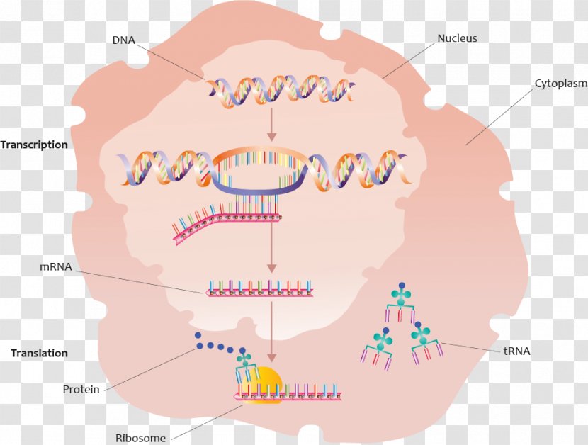 Protein Biosynthesis Gene Transcription Translation - World - Factor Transparent PNG