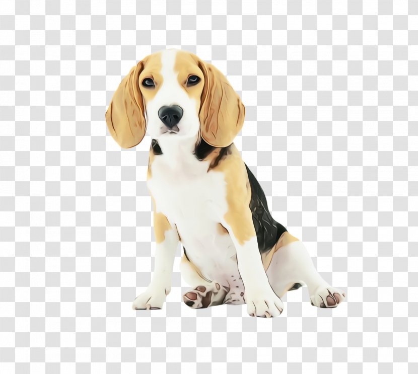 Dog And Cat - Snout - Pocket Beagle Finnish Hound Transparent PNG