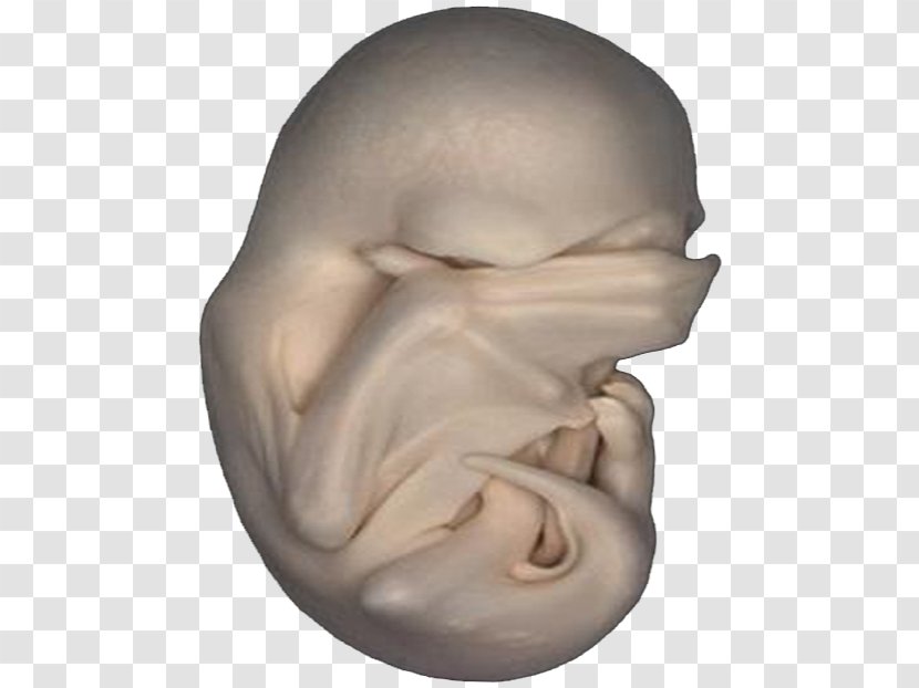 Embryo Download - Sculpture - Bat Transparent PNG
