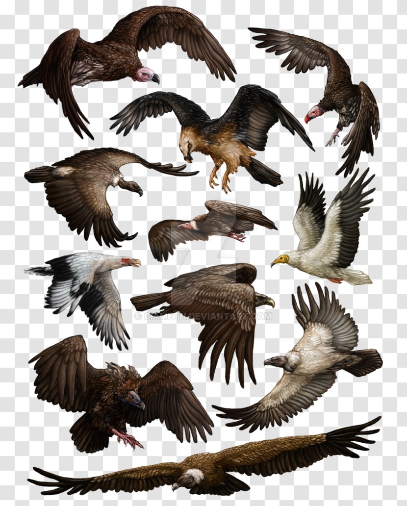 Eagle Turkey Vulture Proterosuchus Bird Transparent PNG