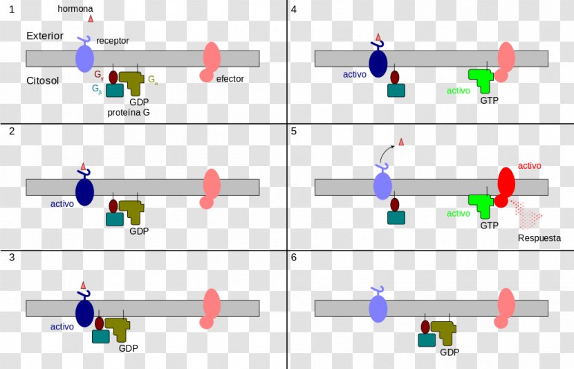 G Protein–coupled Receptor Heterotrimeric Protein - Material - Waterfall Vector Transparent PNG