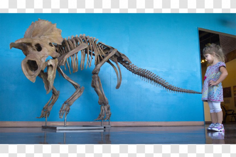 Dinosaurs: The Textbook Velociraptor Triceratops Tyrannosaurus Avaceratops - Geology - Dinosaur Transparent PNG