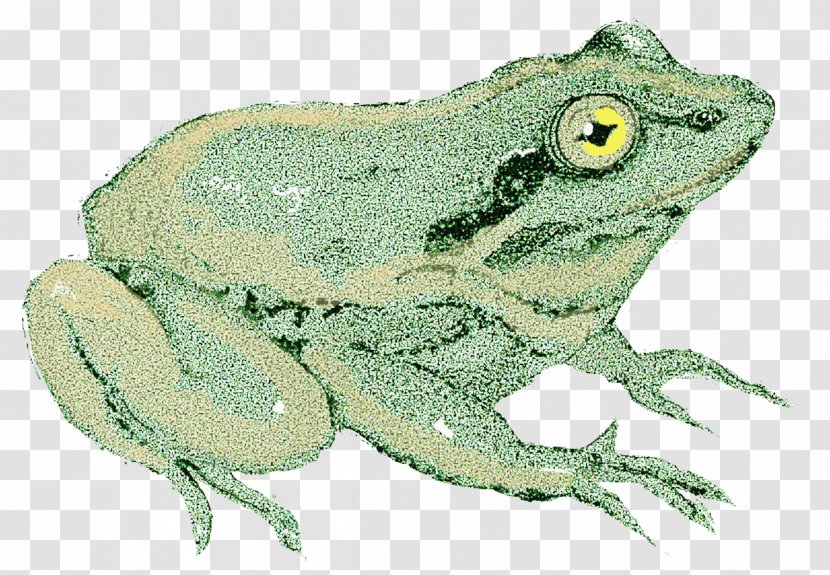 American Bullfrog True Frog Toad Tree - Wood Transparent PNG