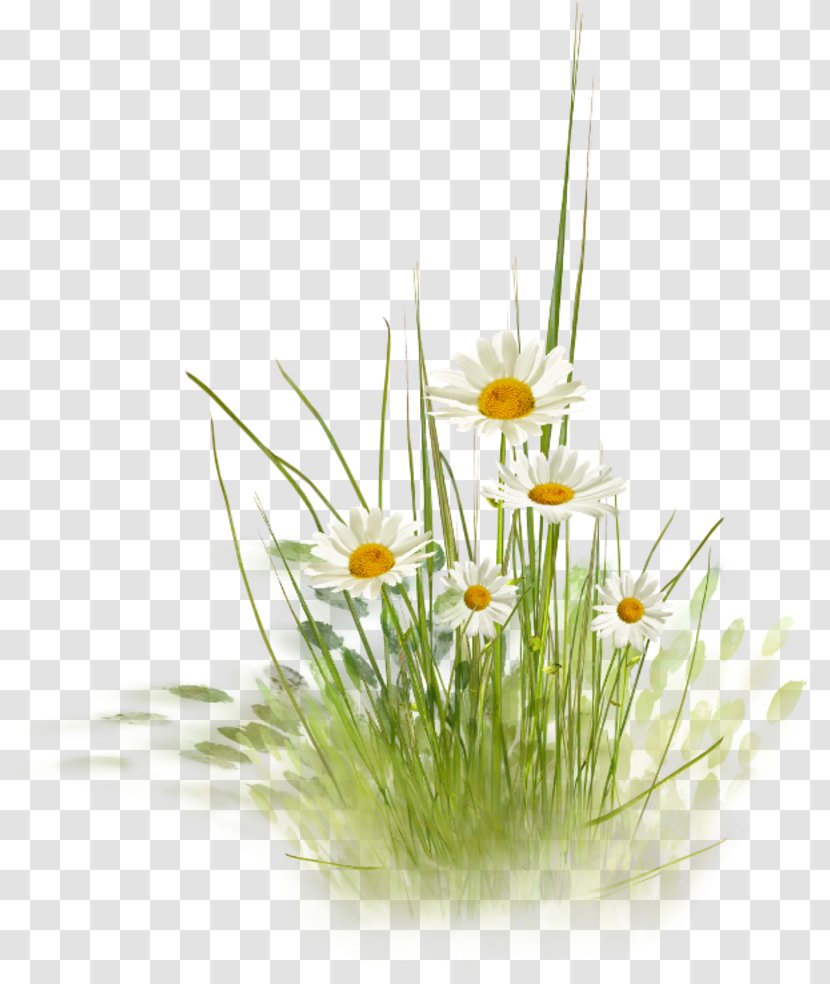 Margarita Clip Art - Common Daisy - Flowering Plant Transparent PNG