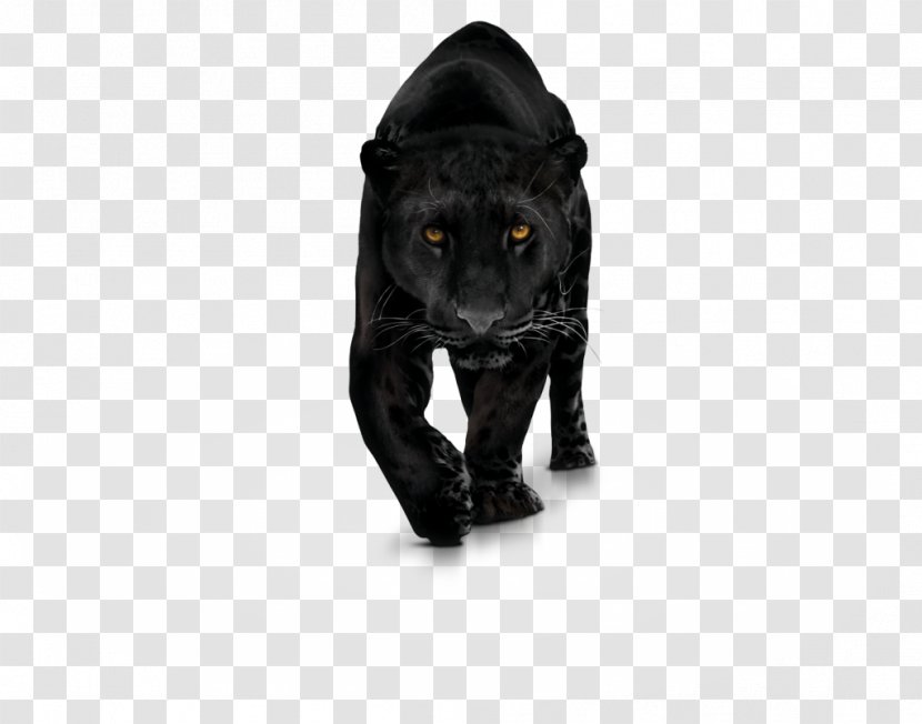 Black Panther Clip Art - Mammal Transparent PNG