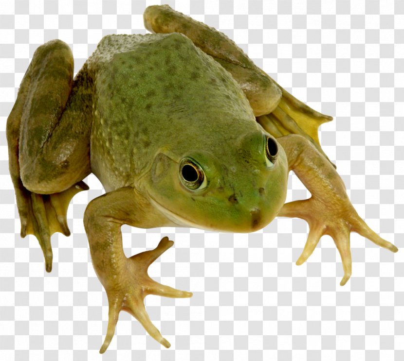True Frog Edible Amphibian - Ranidae Transparent PNG