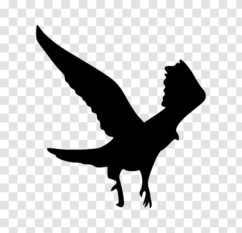 Bird Hawk Bald Eagle Clip Art - Wildlife Transparent PNG