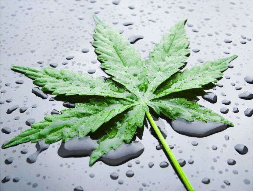 Cannabis Cultivation Nutrient Cannabidiol Hemp - Family Transparent PNG