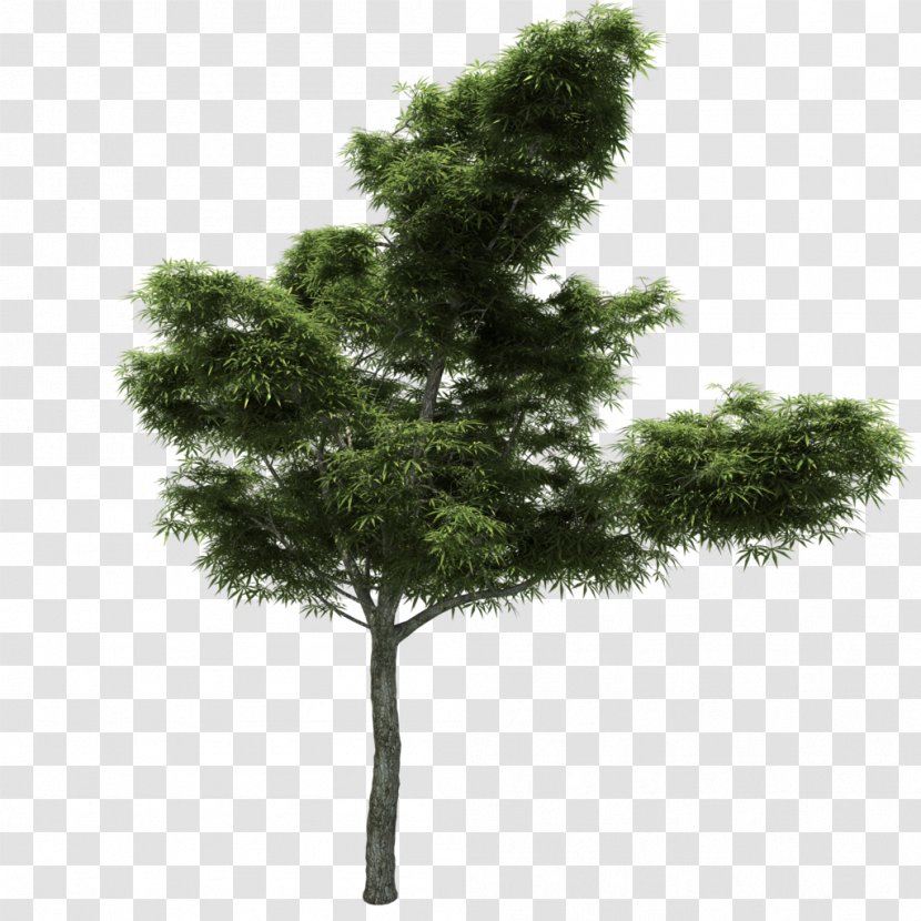 Pine Tree Larch Branch Image - Family - Transparent Transparent PNG
