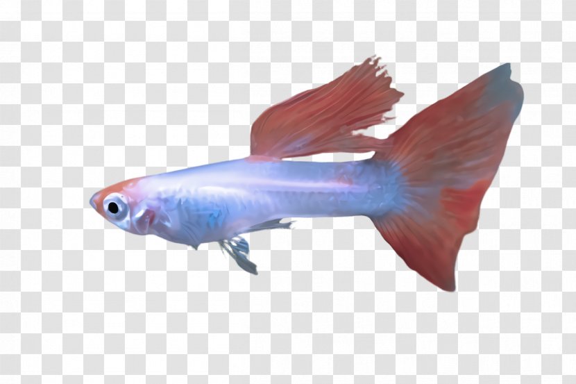Fish Fin Feeder Tail - Bonyfish Goldfish Transparent PNG