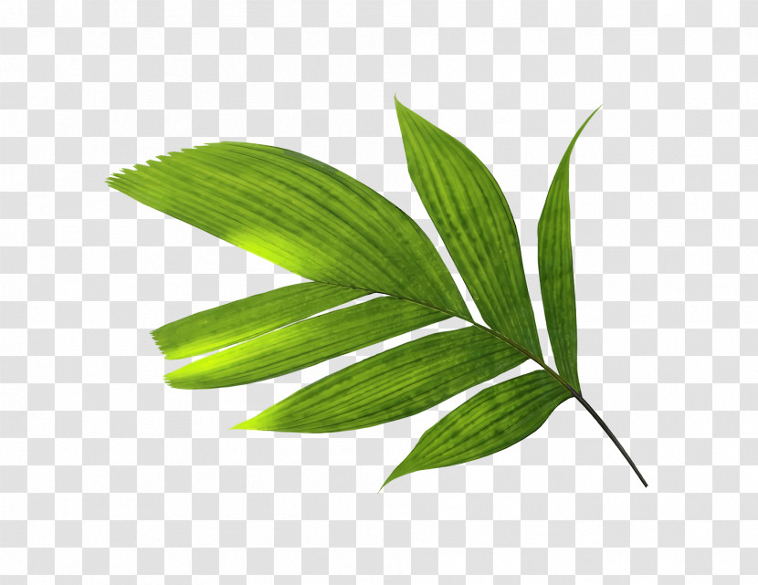 Leaf Plant Stem Grasses Plants Science Transparent PNG