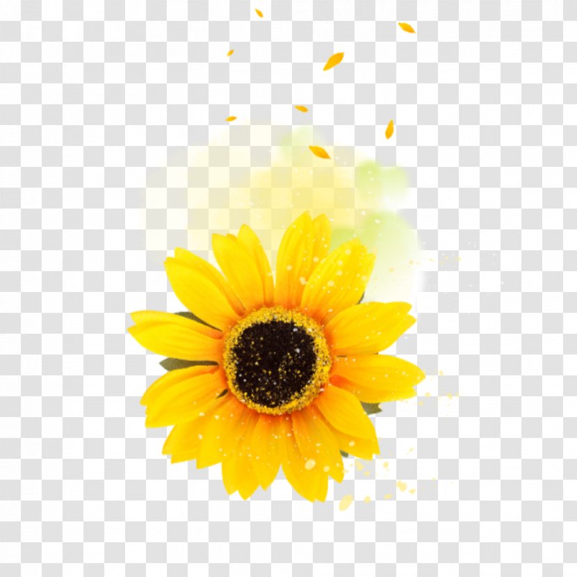 Flowers Background - Petal - Pollen Smile Transparent PNG