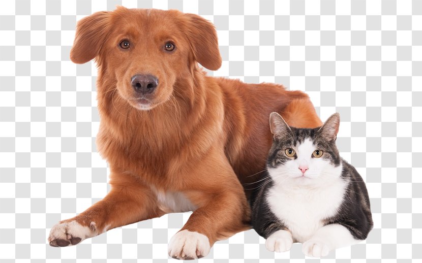Cat Dog Veterinarian Pet Clinique Vétérinaire - Puppy Transparent PNG