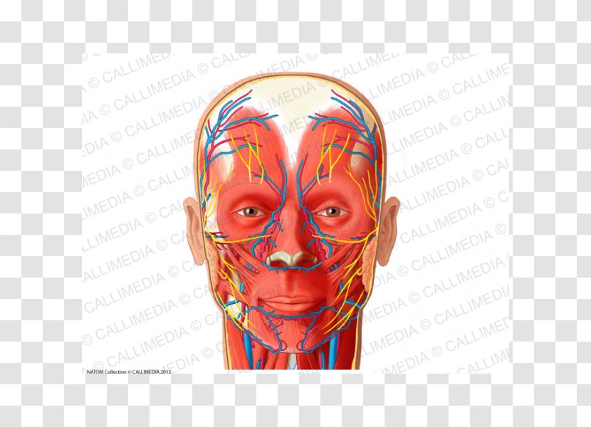 Supratrochlear Artery Vein Angular Facial - Cartoon - Frame Transparent PNG