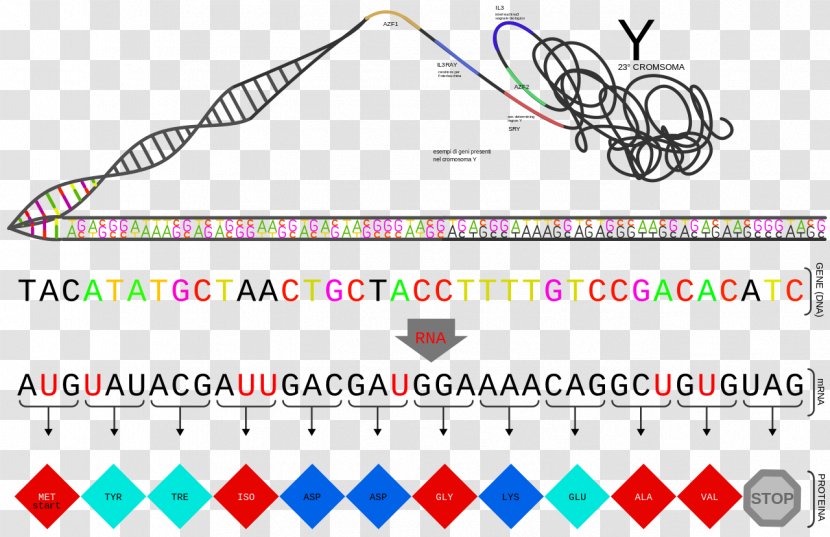 Gene Protein Clip Art - Brand Transparent PNG