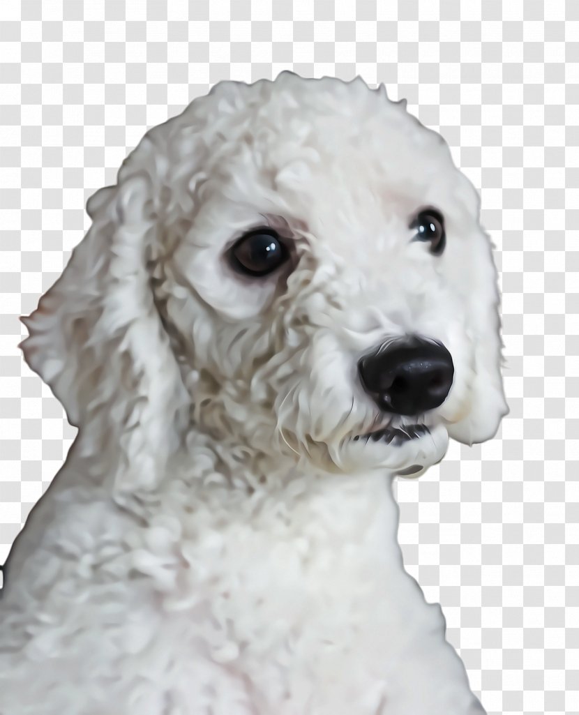 Cute Dog - Puppy - Sealyham Terrier Cocker Spaniel Transparent PNG