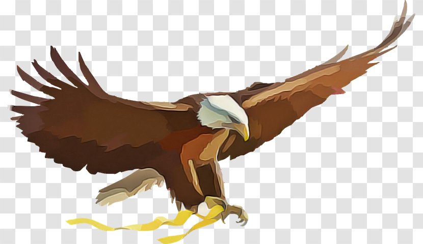 Bird Of Prey Eagle Golden Accipitridae - Bald - Vulture Kite Transparent PNG