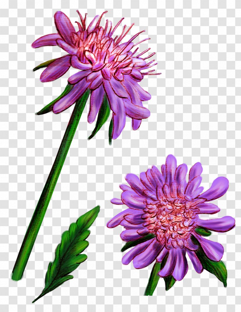 Wildflower Cut Flowers Graphic Novel Flora - 5 January - Flower Transparent PNG