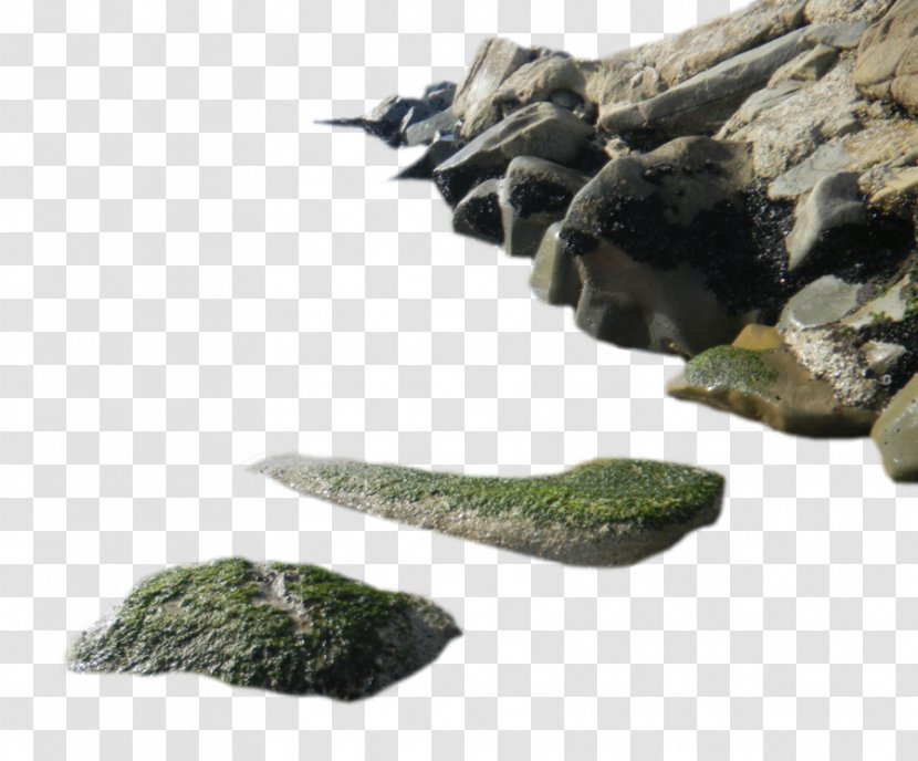 Rock Seaweed - Seawater - Sea Transparent PNG