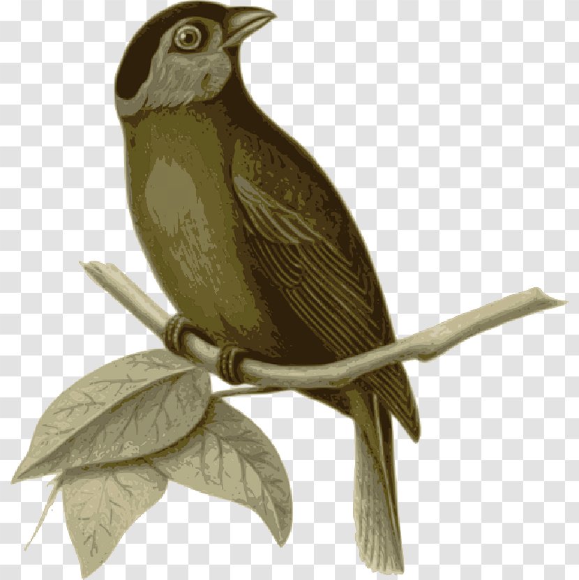 Bird Sparrow Drawing Moss-backed Tanager Feather - Beak - Twig Transparent PNG