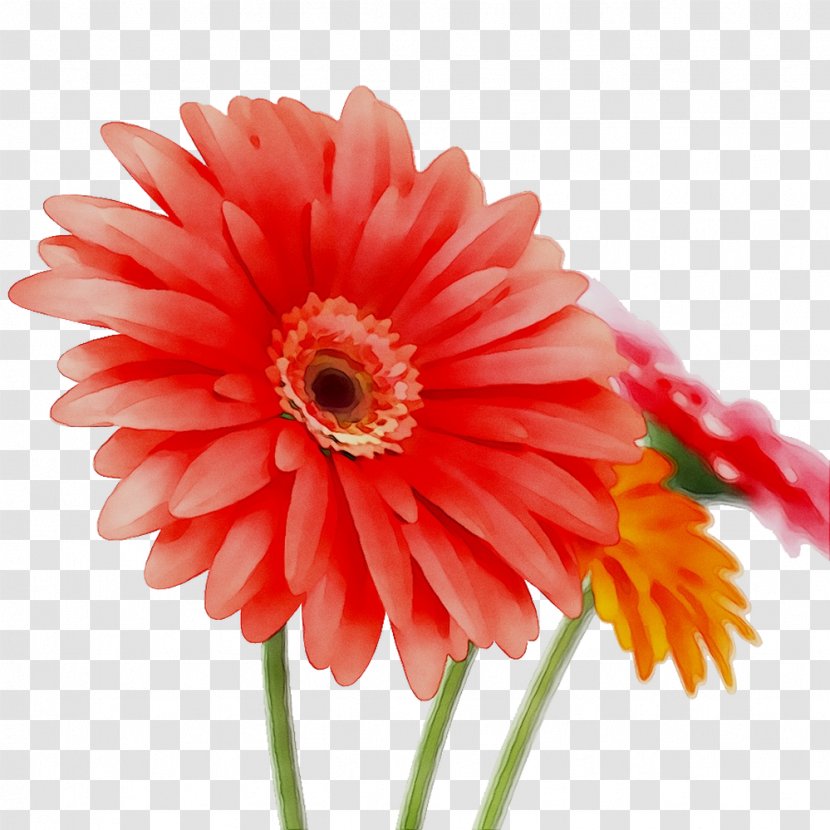 Transvaal Daisy Cut Flowers Annual Plant Plants - Asterales Transparent PNG