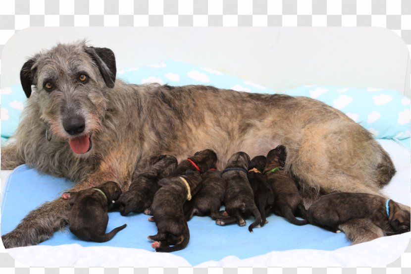 Irish Wolfhound Puppy Ballroth Hills Dog Breed Rare (dog) - Vulnerable Native Breeds Transparent PNG