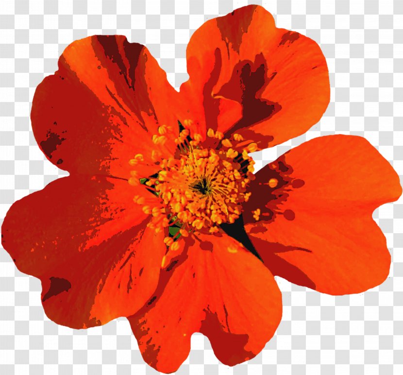 Flower Summer - Cut Flowers - Red Transparent PNG