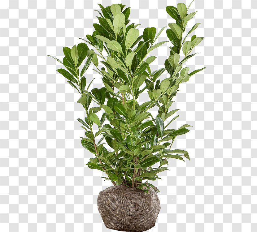 Cherry Laurel Tree Evergreen Bay Shrub - Leaf Transparent PNG