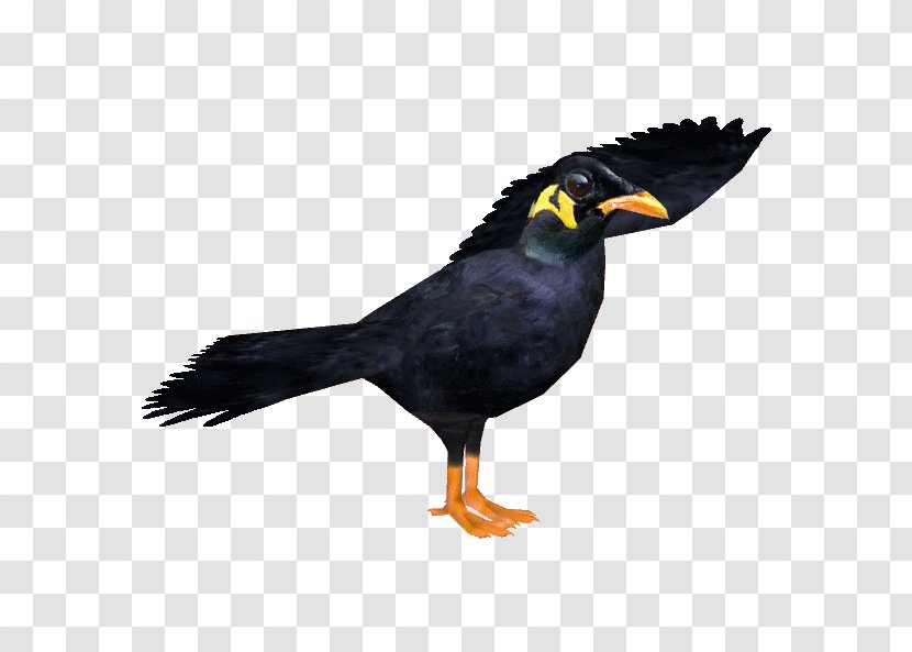 Bird Cartoon - Myna - Perching Acridotheres Transparent PNG