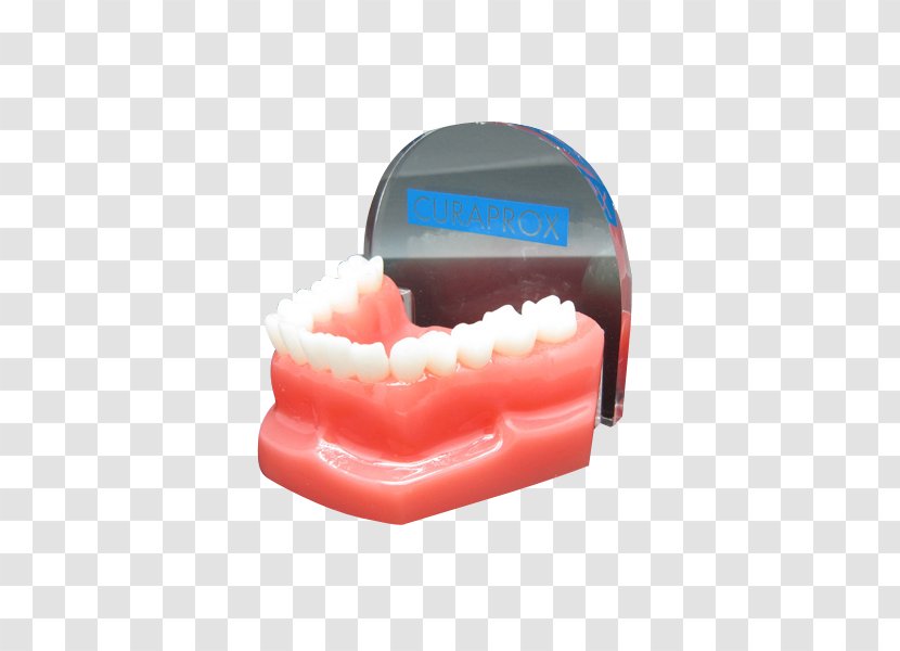 Paperweight Brand Fashion Logo - Material - Teeth Model Transparent PNG