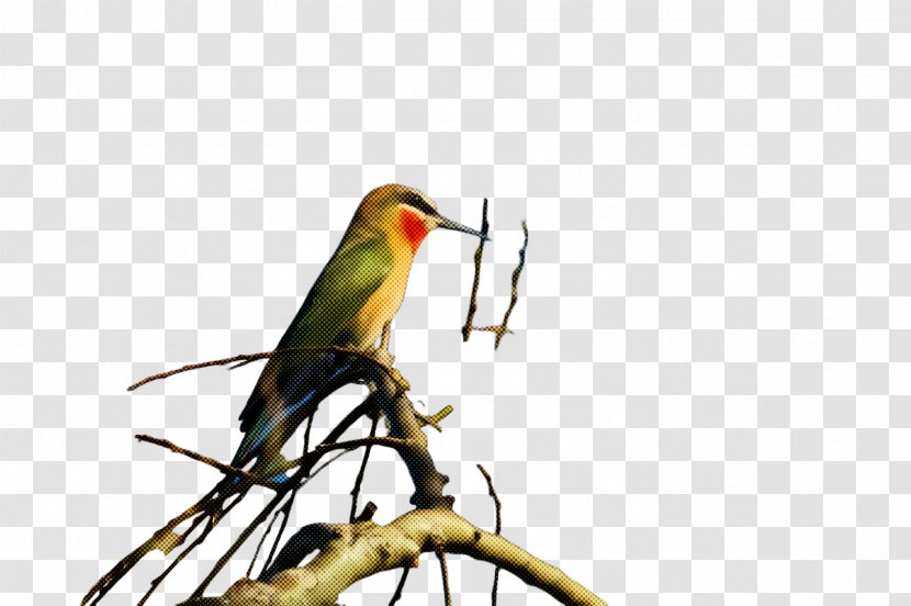 Bird Beak Western Tanager Coraciiformes Finch - Perching - Bee Eater Transparent PNG
