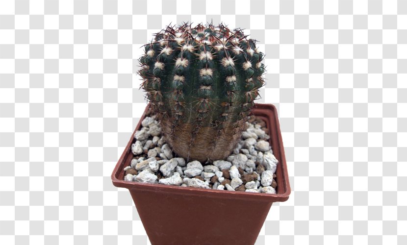 San Pedro Cactus Flowerpot Strawberry Hedgehog Houseplant Cactaceae Transparent PNG